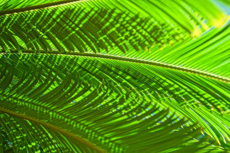 beautiful green background with palm leaves in close-up in a natural environment lit by tropical sun