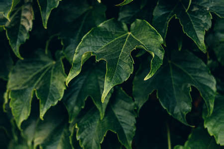 beautiful natural dark green background with grape leaves close-upの写真素材