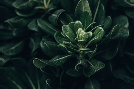 beautiful green leaves with sun rays close-up against a garden backgroundの写真素材