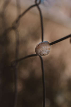 beautiful little snail shell in close-up on a brown backgroundの写真素材