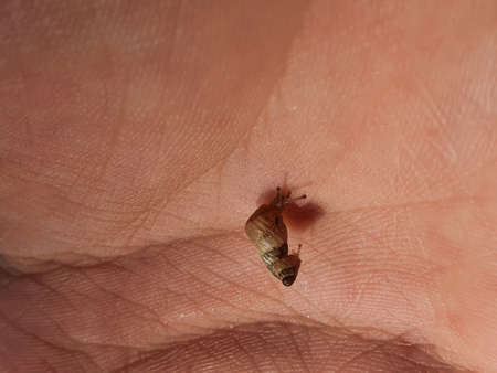 beautiful tiny brown snail close-up on a child's palm