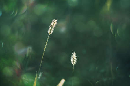 beautiful summer grass in a meadow in the warm summer sun on a green background
