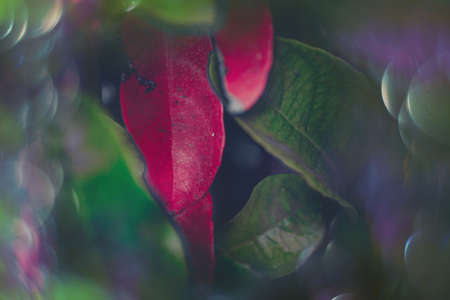 beautiful magical autumn green and red leaves with bokeh in close-upの写真素材