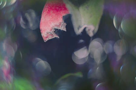 beautiful magical autumn green and red leaves with bokeh in close-upの写真素材