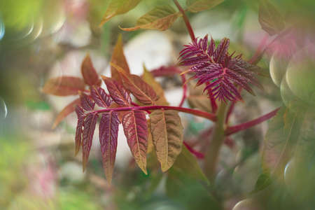 beautiful red autumnal leaves of a tree close-up on a warm day in a natural environment