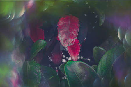 beautiful magical autumn green and red leaves with bokeh in close-up