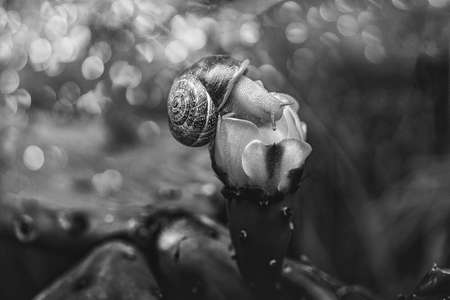 beautiful little snail on the orange flower of a prickly pear cactus in close-upの写真素材