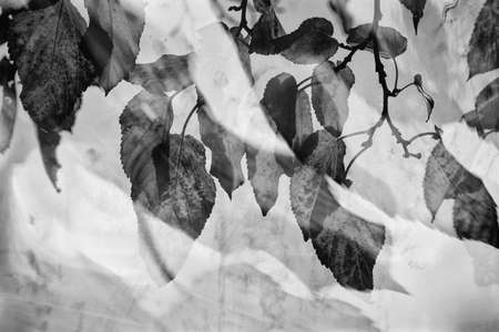 beautiful autumn golden leaves on a tree on a light backgroundの写真素材