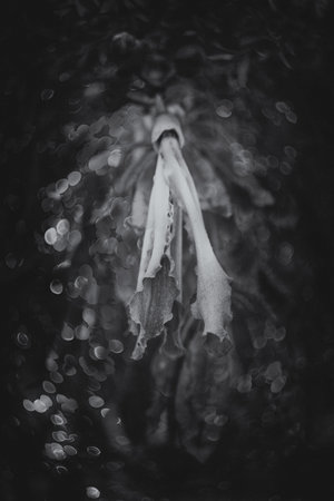 beautiful natural delicate pink flower on a tree close-upの写真素材