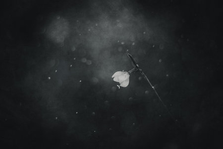 beautiful little delicate autumn flowers in the garden on a background with bokehの写真素材