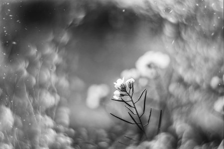 beautiful little delicate autumn flowers in the garden on a background with bokehの写真素材