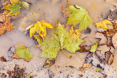 beautiful fallen golden and orange plane leaves in a puddle autumn backgroundの写真素材