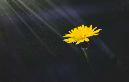 beautiful wild grasshopper with little yellow flower in the sunshineの写真素材