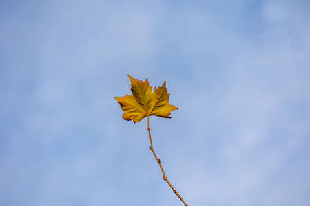 beautiful delicate golden autumn leaf on a light background in minimalism closeupの写真素材