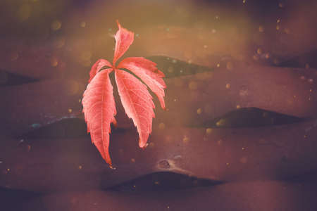 beautiful autumn red leaf on brown interesting background in sunshine