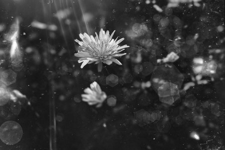 beautiful wild grasshopper with little yellow flower in the sunshineの写真素材