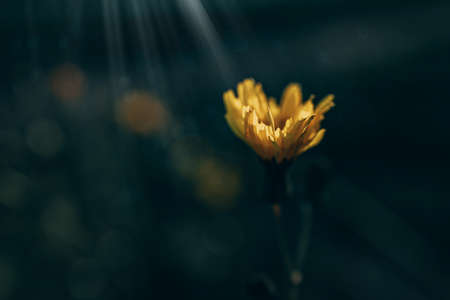 beautiful wild grasshopper with little yellow flower in the sunshineの写真素材