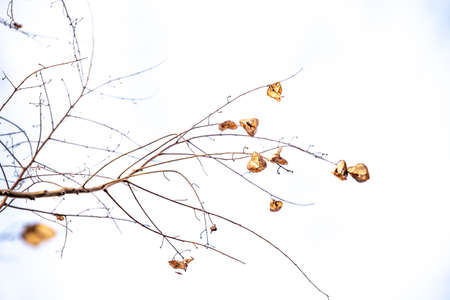 beautiful delicate golden autumn leaf on a light background in minimalism closeup