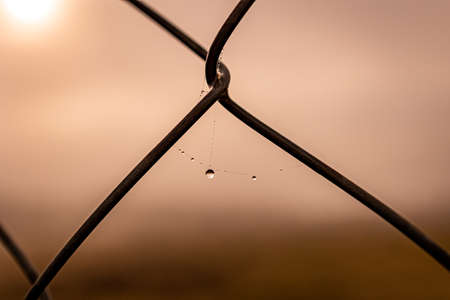 beautiful little delicate water drops on a spider web in close-up on a foggy dayの写真素材