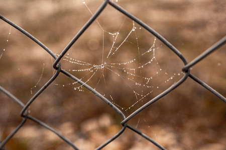 beautiful little delicate water drops on a spider web in close-up on a foggy dayの写真素材