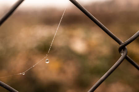 beautiful little delicate water drops on a spider web in close-up on a foggy dayの写真素材