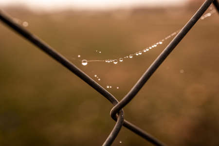 beautiful little delicate water drops on a spider web in close-up on a foggy dayの写真素材