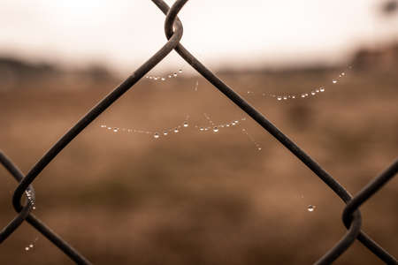 beautiful little delicate water drops on a spider web in close-up on a foggy dayの写真素材