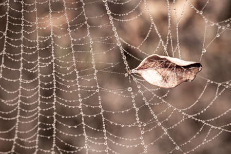 beautiful little delicate water drops on a spider web in close-up on a foggy dayの写真素材
