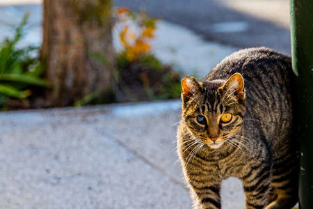 beautiful homeless man blind in one eye gray tabby cat on the streetの写真素材