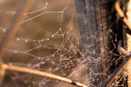 beautiful little delicate water drops on a spider web in close-up on a foggy dayの写真素材
