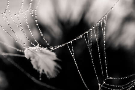 beautiful little delicate water drops on a spider web in close-up on a foggy dayの写真素材