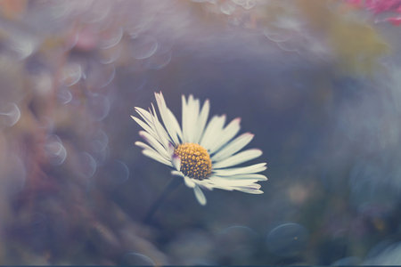 beautiful little white daisies on the lawn in closeup with bokeh in the sunの写真素材