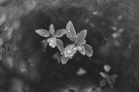 beautiful brown autumn leaves with small water drops with bokehの写真素材