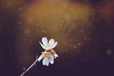 beautiful blooming fruit tree with white flowers on a sunny spring day