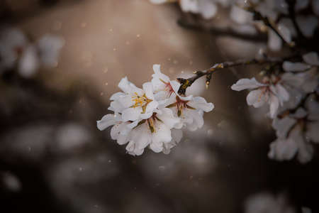 beautiful blooming fruit tree with white flowers on a sunny spring dayの写真素材
