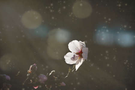 beautiful blooming fruit tree with white flowers on a sunny spring day
