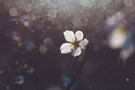beautiful blooming fruit tree with white flowers on a sunny spring day