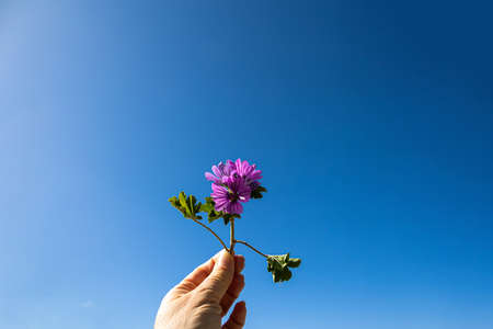 beautiful little purple flower held in the hand on the backgroundの写真素材