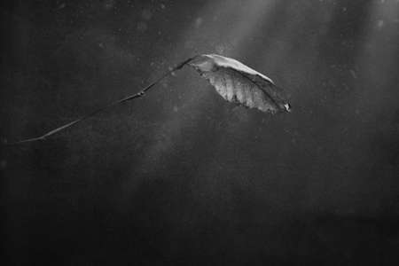 beautiful autumn golden leaf on the branch on the original backgroundの写真素材