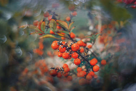 beautiful autumn bush with red fruits with bokeh close-up