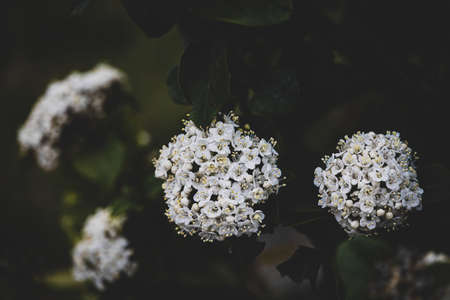 beautiful white flower on the bush over green background in close-up in a natural environment spring dayの写真素材