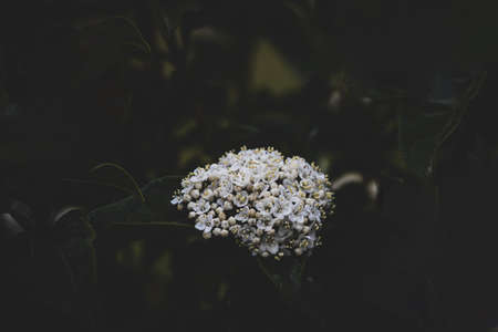 beautiful white flower on the bush over green background in close-up in a natural environment spring dayの写真素材