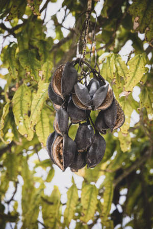beautiful tree Brachychiton populneus with fruits in green leaves close-up