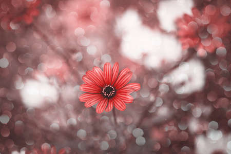 beautiful delicate flowers in the sun in the garden on a warm dayの写真素材