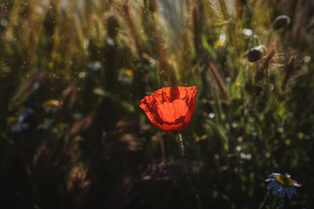 beautiful wild red poppies on a spring meadow in warm sunshineの写真素材