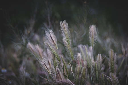 beautiful green wheat in closeup on a farmer's field in spring day