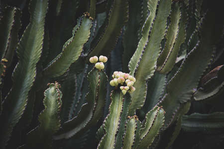 beautiful spurge green cactus background in close-up backgroundの写真素材