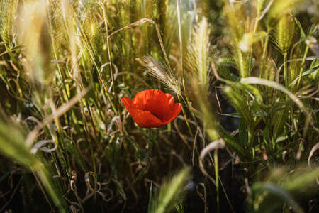 beautiful wild red poppies on a spring meadow in warm sunshineの写真素材