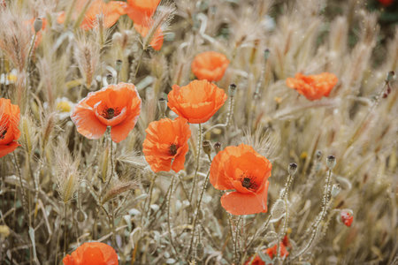 beautiful wild red poppies on a spring meadow in warm sunshineの写真素材