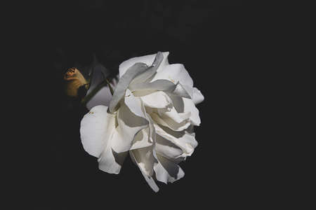 beautiful delicate white rose in the garden against a dark background in the rays of the sunの写真素材
